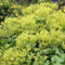 Weicher Frauenmantel - Alchemilla mollis | 1 Stück | 11x11cm Zuchttopf | Gelb | 100% Blütegarantie | QFB Gardening
