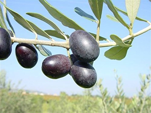 ALBERO DI ULIVO -OLEA EUROPAEA-'CIPRESSINO' LUCANO DA OLIO- pianta vera da frutto da esterno Ø 19 cm - h 150 cm