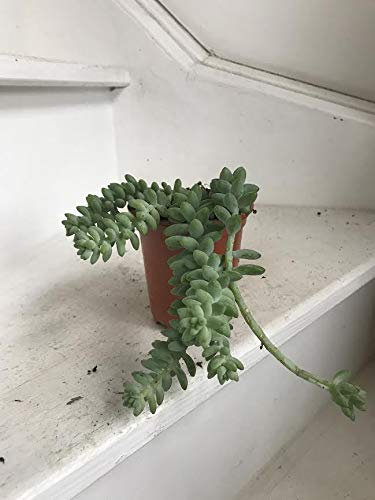 Portal Cool Sedum Burrito Rara Pianta da 9cm Pot