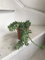 Portal Cool Sedum Burrito Rara Pianta da 9cm Pot