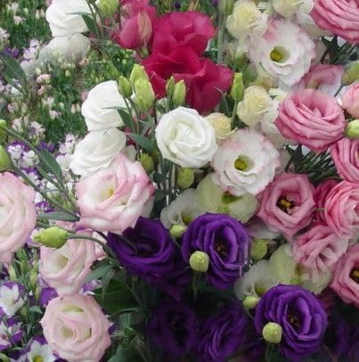 30 Premium Mixed Color Lisianthus Seeds – Sow in May to June