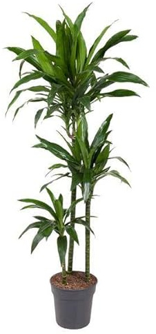 Drachenbaum – Dracaena Janet Craig 150cm – Ø24cm – Zimmerpflanze mit breiten dunkelgrünen Blättern – Elegante pflegeleichte Grünpflanze für Wohnzimmer, Büro & Wintergarten