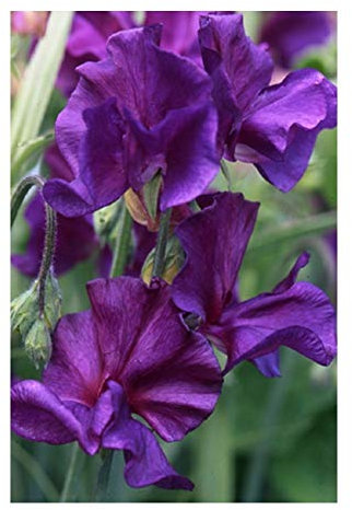 PREMIER SEEDS DIRECT - Sweet Pea - Blue Velvet - 100 Finest Seeds - Spencer