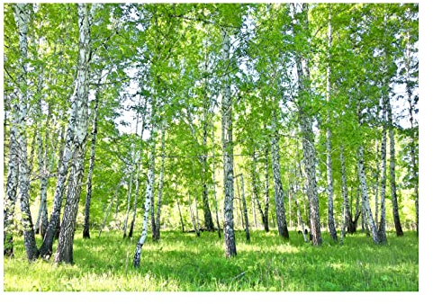 WallArena - Vlies Fototapete Wald Birkenwald Natur Birke Sonne Bäume 312x219 cm - Fototapeten - Tapeten - für Wohnzimmer Schlafzimmer - Vliestapete Wandtapete Tapete 3D Effekt- inkl. Kleister