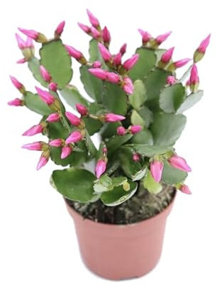 Cactus de Navidad Color Rosa | DECOALIVE | Schlumbergera | Planta Natural | Planta de la Navidad | Flor de Pascua