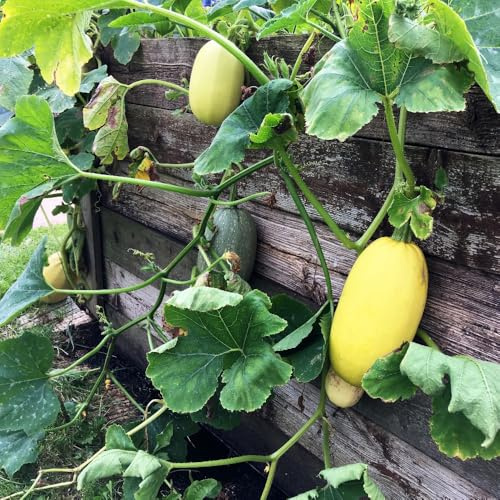 Squash 'Vegetable Spaghetti' – Easy-to-Grow, Fun Scoop-Out Flesh, Long Storage, Delicious for Kids and Adults, Oval Straw-Coloured Fruit by Thompson and Morgan