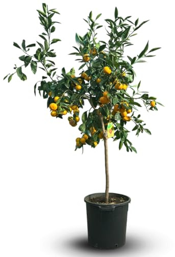 Attitude Jardin - Mandarinier satsuma - citrus unshiu - agrume méditerranéen - arbre fruitier - 170-190 cm - ⌀ 30 cm - résiste au gel
