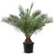 Tropictrees Phönix canariensis | Höhe 300cm | Dattelpalme winterhart & kältebeständig | Phönixpalme | Outdoor Grünpflanze | Kanarische Dattelpalme | Outdoor Palme