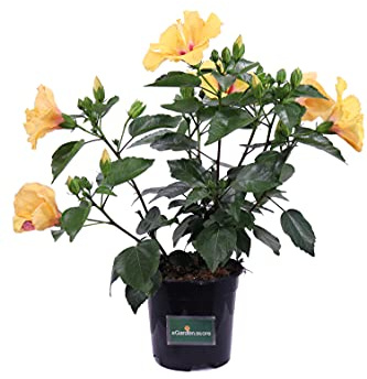 Pianta di Hibiscus Rosa Sinensis Graff pianta da esterno pianta da fiore pianta ornamentale di Hibiscus pianta vera di Hibiscus Rosa Sinensis Graff venduta da eGarden.store (Giallo v.17 cm)