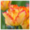 Tulpen zwiebeln winterhart mehrjährig, tulpen zwiebeln gemischt Gartendekoration, einfach zu pflanzen, wächst gut in Töpfen-8zwiebeln-C