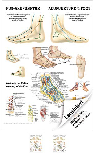 Sport-Tec Fuß-Akupunktur Mini-Poster Anatomie 34x24 cm medizinische Lehrmittel