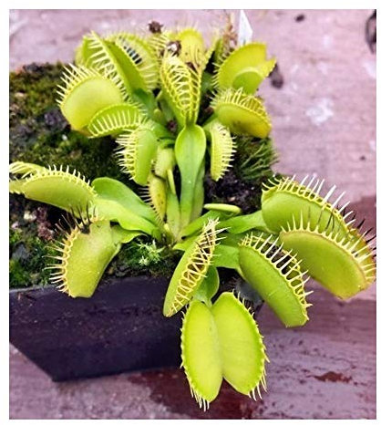 Dionaea muscipula Cerberus - Venusfliegenfalle - 3 Samen