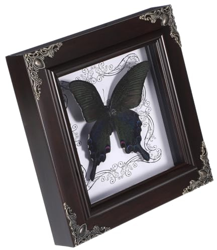 Toyvian Schmetterlingsexemplar Gerahmter Schmetterlingssammlungs-Ausstellung Musterfotorahmen Vintage Stil 6.69X6.69X1.26In Für Heimdekoration Wand- Und Tischrahmen