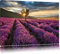 Pixxprint Traumhafte Lavendel Provence mit einsamen Baum, Größe: 80x60cm, Leinwandbild, fertig gespannt, Wandbild, Dekoration, Kunstdruck, kein Poster