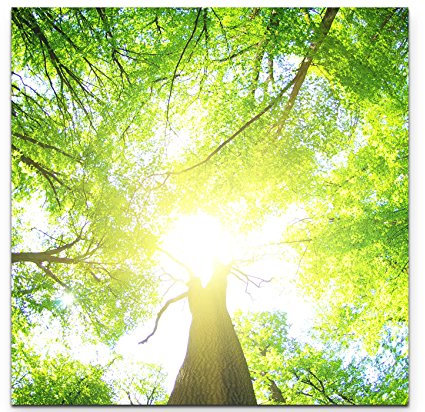 Paul Sinus Art Leinwandbilder | Bilder Leinwand 60x60cm ein Wald an einem sonnigen Tag