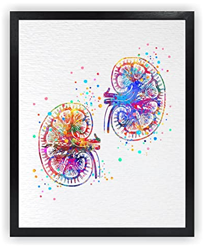 Dignovel Studios 28,9 x 35,6 cm ungerahmt Niere menschliche Organe Anatomie Klinik Wissenschaft Illustration Medizinischer Arzt Aquarell Kunstdruck Poster Wandkunst Kinderzimmer Kinder Büro Wohnkultur