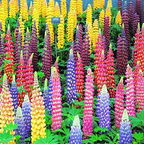Haloppe 100 Stück Lupinenblumen Pflanzensamen für die Bepflanzung des Hausgartens, Mischfarbe Russell Lupine Samen Lupinus Polyphyllus Garten Bonsai Blume Lupinensamen