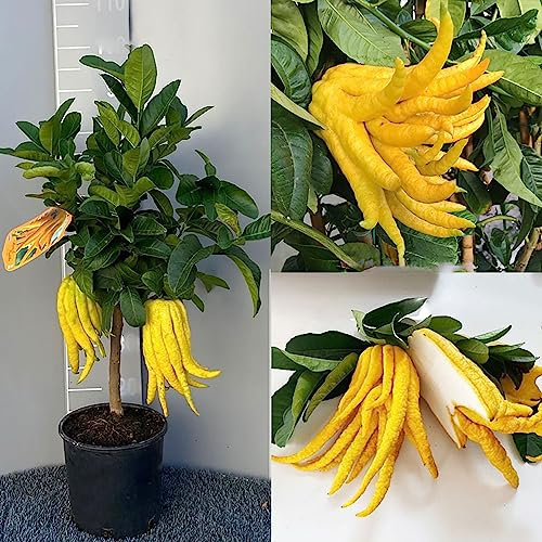 SAVINI VIVAI Pianta di Cedro Albero di Agrumi Cedro Mano di Buddha in Vaso da 20 cm Altezza 70 cm 2-3 Anni di innesto Made Italy
