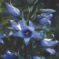 Plant World Seeds - Campanula Latifolia 'Faichem Lilac' Seeds (Perennial Flower Seeds)