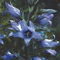 Plant World Seeds - Campanula Latifolia 'Faichem Lilac' Seeds (Perennial Flower Seeds)
