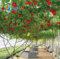 300 semillas/Paquete de Alto Rendimiento dedicado italiana de tomate de árbol vegetal semillas de frutas