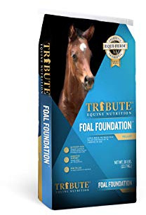 Kalmbach Feeds Tribute Foal Foundation for Horse, 50 lb