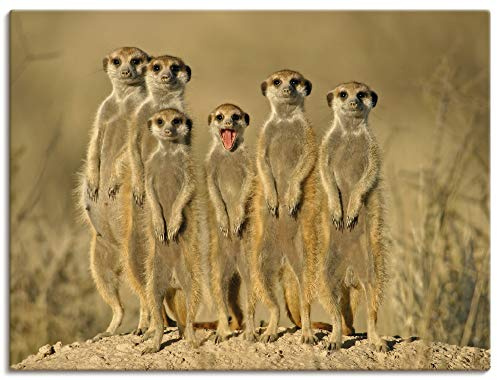 ARTLAND Wanddeko Leinwand Bilder Wandbild Erdmännchen Familie T5MH