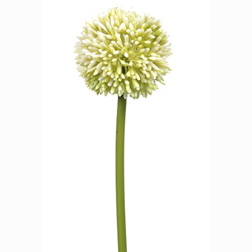 FloristryWarehouse Kunstblumen Allium Single Flower Stiel, cremefarben 55 cm/54,6 cm