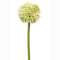 FloristryWarehouse Kunstblumen Allium Single Flower Stiel, cremefarben 55 cm/54,6 cm