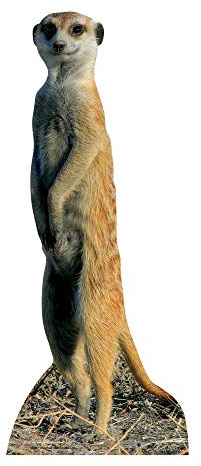 Star Cutouts Cut Out of Meerkat