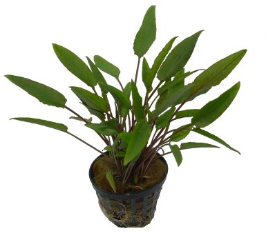 1 Topf Cryptocoryne Walkeri, Wasserpflanzen, Aquarienpflanzen