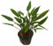 1 Topf Cryptocoryne Walkeri, Wasserpflanzen, Aquarienpflanzen