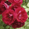 YouGarden - Rose 'Scarlet Queen Elizabeth' Bare Root(red)