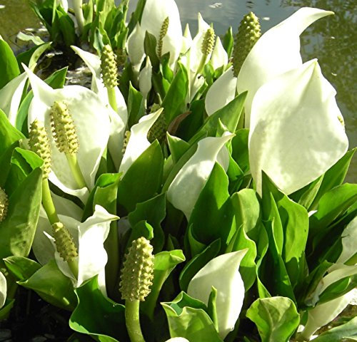 WASSERPFLANZEN WOLFF - Lysichiton camtschatcensis - Scheincalla, weiß - QUALITÄTSSTAUDE im 9x9cm Topf durchwurzelt - winterhart
