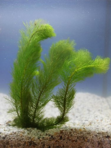 WASSERPFLANZEN WOLFF - Myriophyllum verticillatum - Quirliges Tausendblatt - Klärpflanze! - winterhart - lose