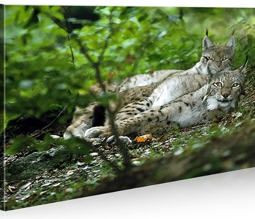 islandburner Bild Bilder auf Leinwand Luchs 1p XXL Poster Leinwandbild Wandbild art up your life ®