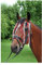 Fliegen Fransenband Pony