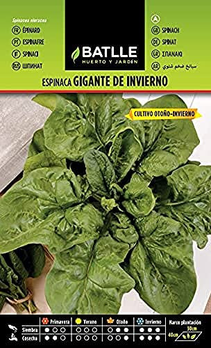 Semillas Batlle Espinaca GIGANTE DE INVIERNO