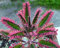 2016 neue Verkaufs-50pcs Kalanchoe Bonsai Blumensamen Seltene Hausgarten Luftreinigung Innentopf Novel Sukkulente Pflanzen geben Schiff frei