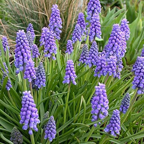 Pack 20 Grape Hyacinth Muscari Armeniacum 'Blue' WPC Prins Quality Spring Bulbs