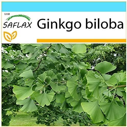 SAFLAX - Confezione regalo - Albero dei ventagli - 4 semi - Ginkgo biloba