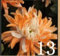 100 PC bunte Chrysantheme Samen, bunte Blumensamen, schöne Topfpflanze Samen
