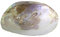 Budawi® echte Perlmutt Muschel Hälfte mit Perlen, Muschelschale, Seifenschale, Dekoschale