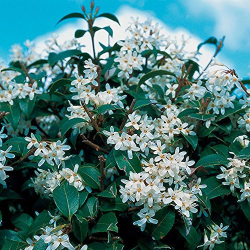 GardenersDream Osmanthus Burkwood Plant - Outdoor Garden Ready Hardy Plant - Evergreen Flowering Shrub for Garden - Beautiful Outside Plants (15-25cm, incl. 9cm Pot)