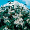 GardenersDream Osmanthus Burkwood Plant - Outdoor Garden Ready Hardy Plant - Evergreen Flowering Shrub for Garden - Beautiful Outside Plants (15-25cm, incl. 9cm Pot)