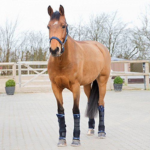 HORZE Stallgamaschen Pro, hinten, Atmungsaktiv, Stabilisierend, 2 Stück, Größen: Pony, Vollblut, Warmblut, Schwarz, Schwarz, F