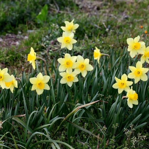 800 pezzi misti narcisi doppi bulbi di narciso semi di fiori di primavera piante da giardino semi di giardinaggio per piantare ora Semi Di Narciso