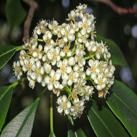 20 semillas de árbol Photinia serrulata.