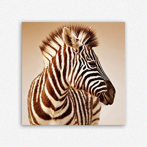 ge Bildet Bild auf Leinwand | Portrait von ein Baby Zebra im Etosha Nationalpark - Namibia in 50x50 cm als Wandbild | Wand-deko Dekoration Wohnung modern Bilder | 1082