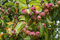 25 Samen Wildapfel Malus sylvestris Holzapfel Obst Apfel Baum Blüten Wald Wiesen